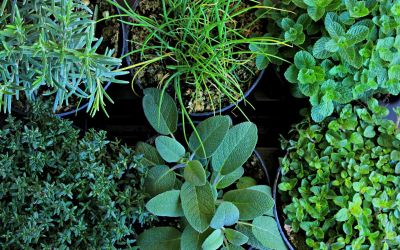 Immagine: 